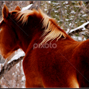 Rusty by Candy (Ellison) Downs - Animals Horses