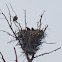 Bald Eagle (eaglets)