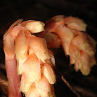 Pinesap