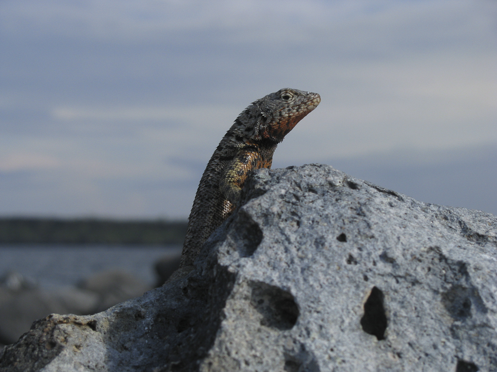 Lava Lizard