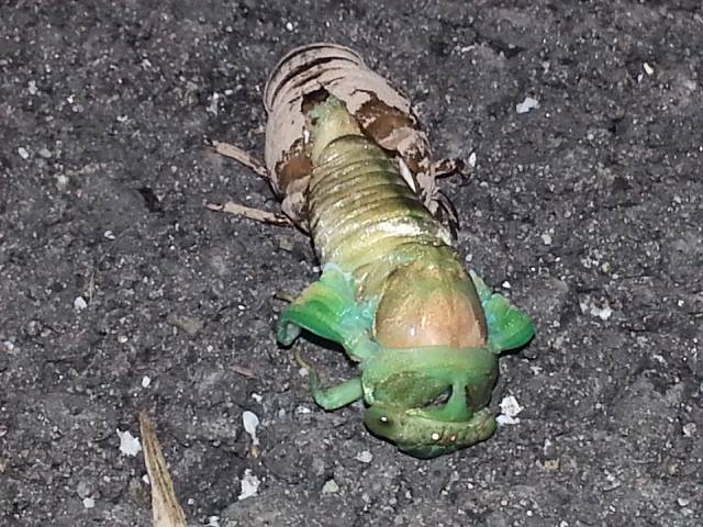 Annual Cicada