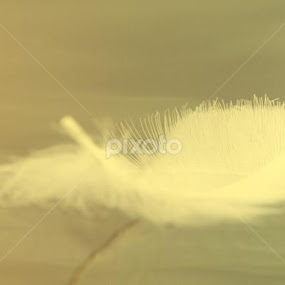 by Gerry Morgan - Landscapes Waterscapes