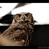 Buho Real / Great Horned Owl