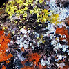 Colored lichen