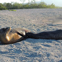 Galapagos sea lion (nursing females)