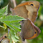 Meadow brown - mating