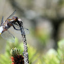 Libellula depressa