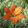 wood Lily