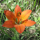 wood Lily