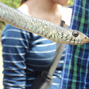 Indian rat snake