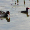 Common Gallinule (with chicks)