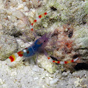 Blue Boxer Shrimp