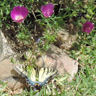 Eastern Tiger Swallowtail Butterfly (female)
