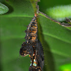 Longwing Butterfly Chrysalis