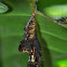 Longwing Butterfly Chrysalis