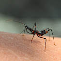 Young assassin bug