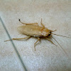 White American Cockroach