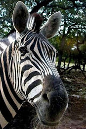 Zebra Puzzle by BookMan poster 4