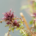 Marsh lousewort