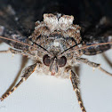 Locust underwing