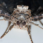 Locust underwing