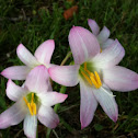 Rain Lilies