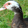 Domesticated Muscovy Duck