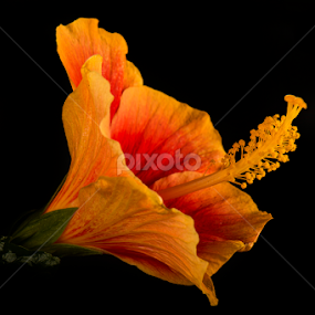 Hibiscus by Priyank Jha - Flowers Single Flower