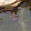 Pickerel frog