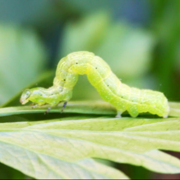 Cabbage Looper Moth larvae Project Noah
