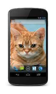 Free Funny Red Cat APK for Android