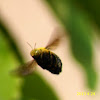 Carpenter bee