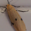 Four spotted Footman
