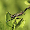 Robber Flies