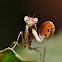 Boxer Mantis