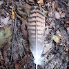 buzzard feather