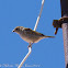 House Sparrow; Gorrión Común