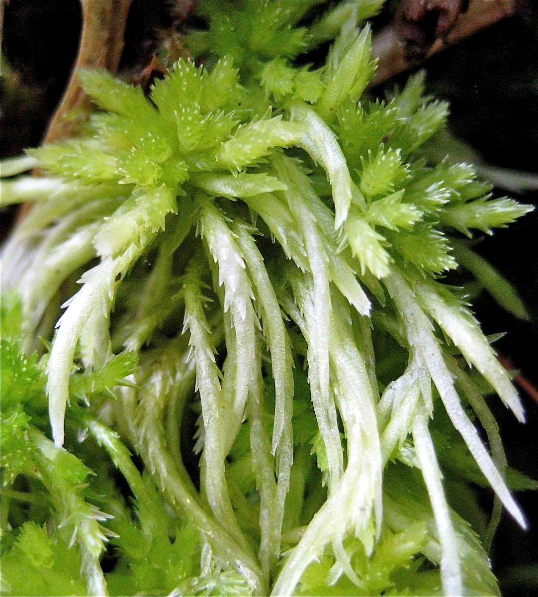 Spread-Leaved Peat Moss