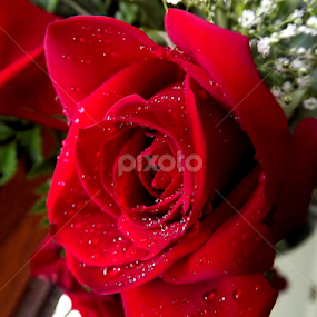 Glistening Red Rose by Colleen Legree - Flowers Flowers 2011-2013