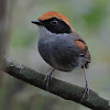 Black-cheeked Gnateater