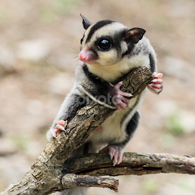 ... by Sugeng Sutanto - Animals Other Mammals