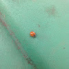 Western Blood-red Lady Beetle