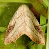 Spotted Grass Moth