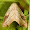 Spotted Grass Moth