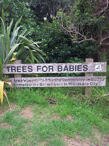 Trees for Babies at Piha Beach