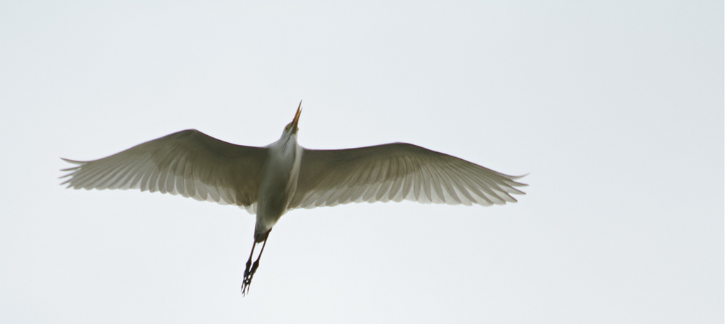 Cattle egret