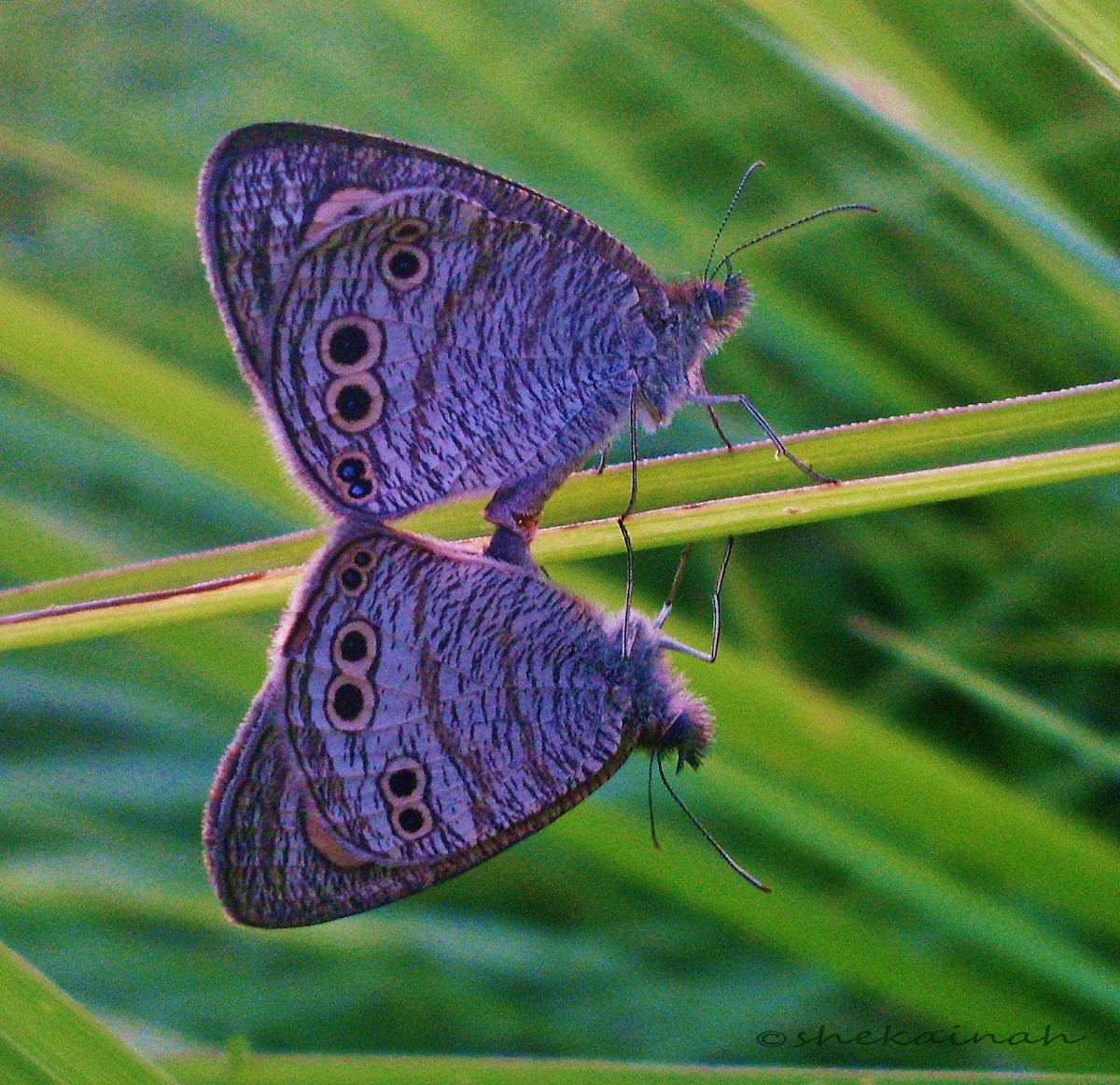 Five Ring butterfly