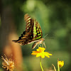 Tailed Jay