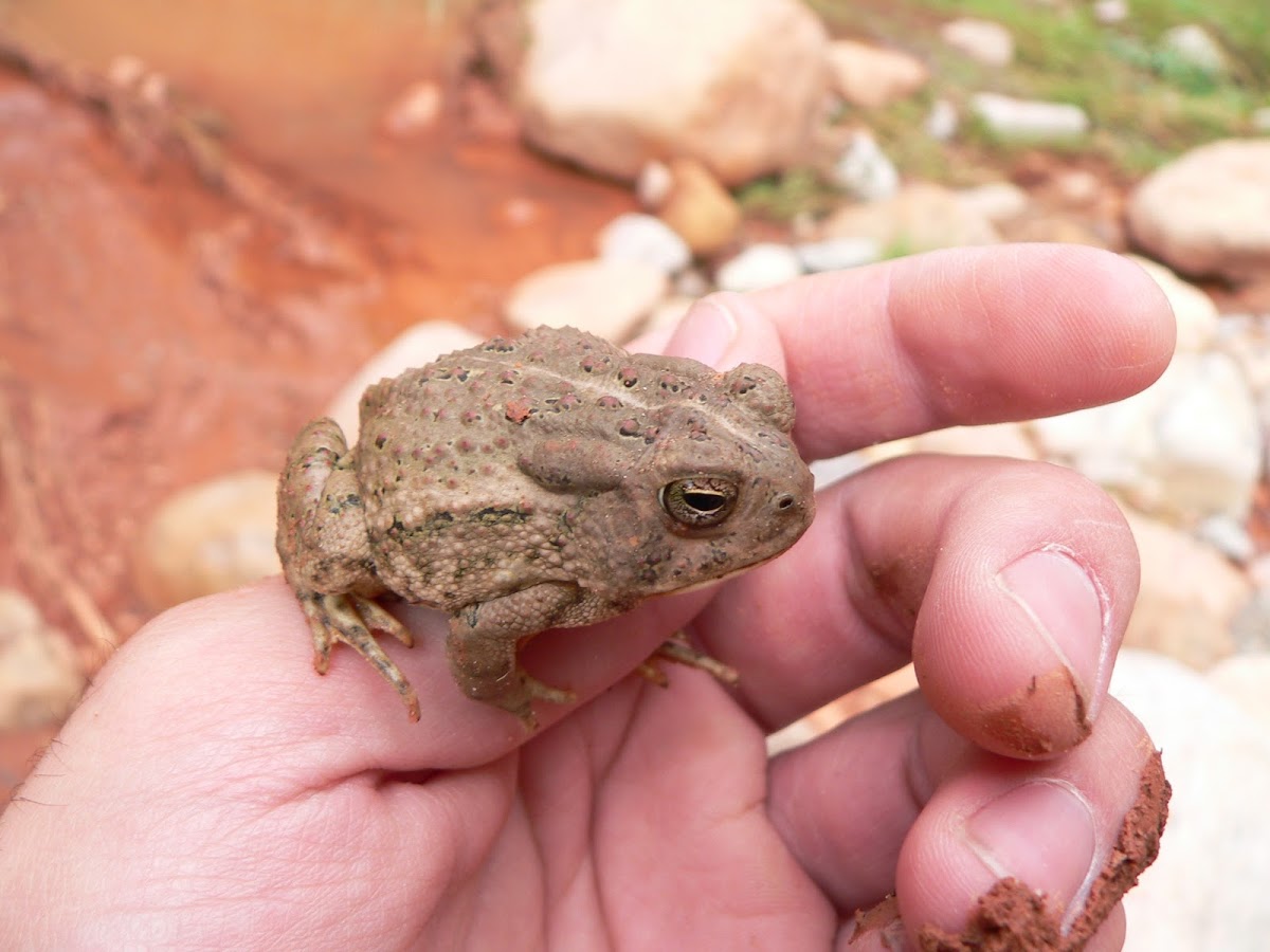 Woodhouse's Toad