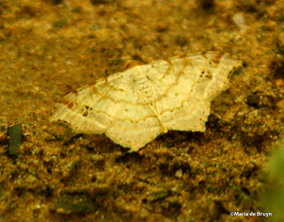 Large lace border moth